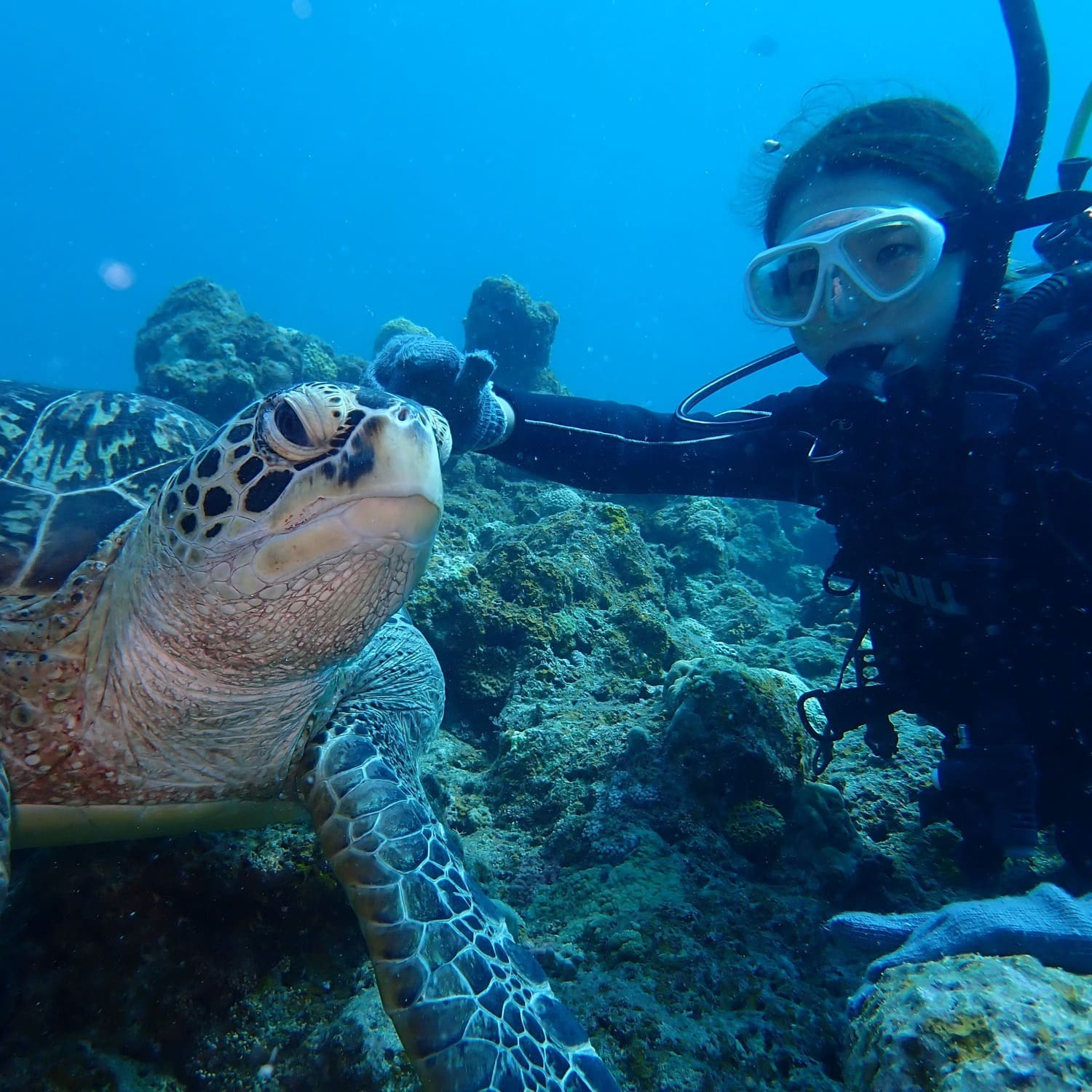 【2026年最新版】　石垣島ダイビング完全ガイド　初心者OK！マンタ＆ウミガメに会える海へ