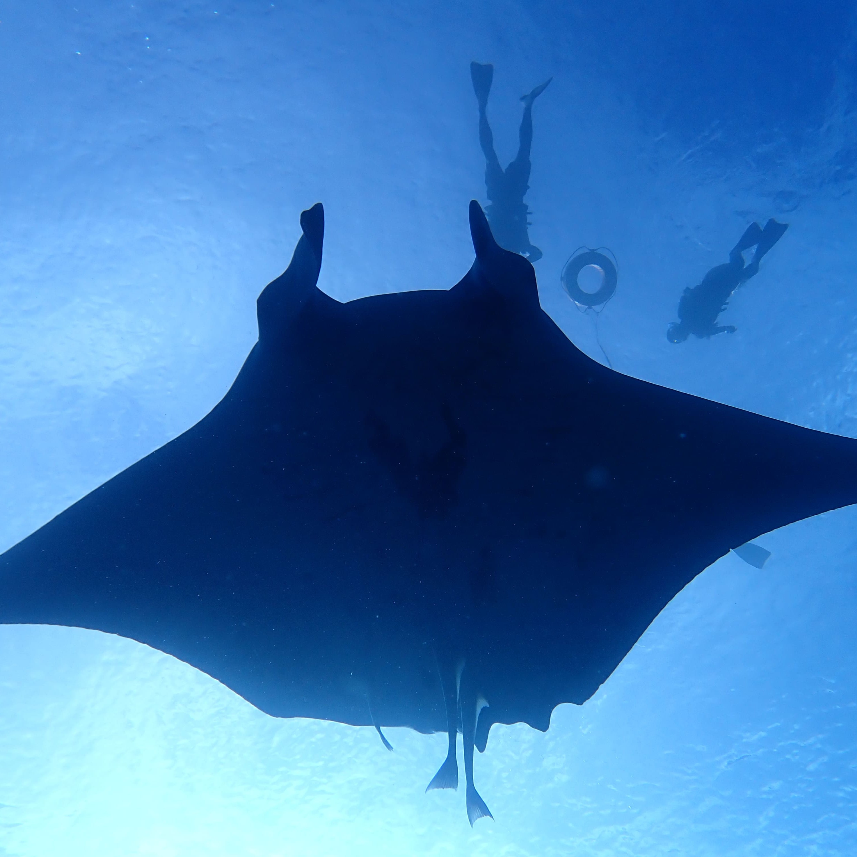 【2026年最新版】　石垣島ダイビング完全ガイド　初心者OK！マンタ＆ウミガメに会える海へ