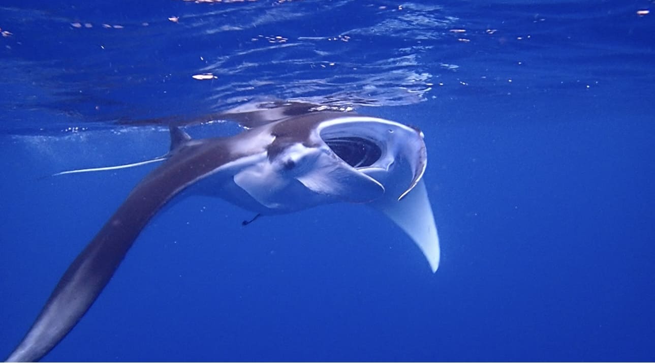 寒くなってきましたがまだまだ石垣島は遊べますよ！！！